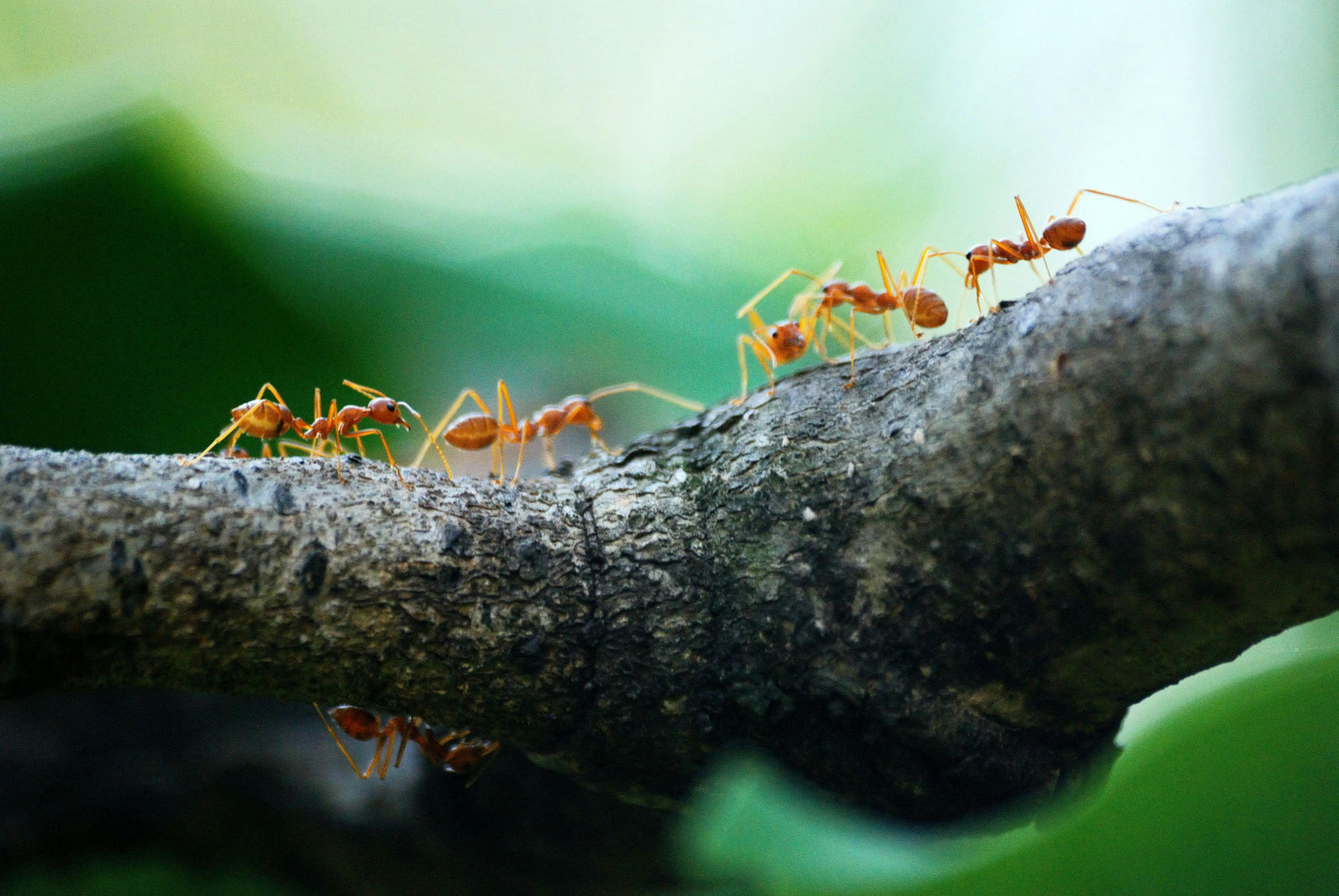 ants crawling along a tree branch