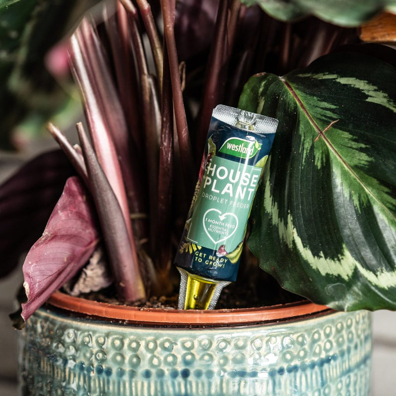 Westland Houseplant Droplet Feeder