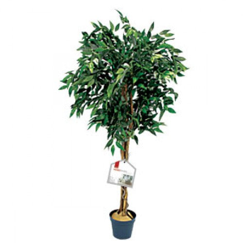 DeVille Fig Tree 4ft