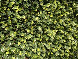 GREENFX WILLOW TRELLIS 2M W X 1M H SAVANNA HEDGE